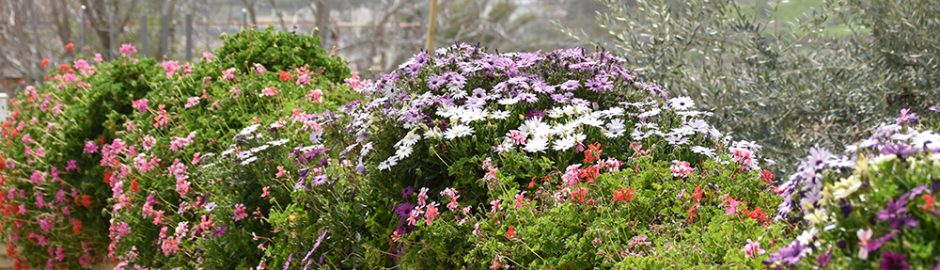 Spring Season for Israel’s Brilliant Flowers