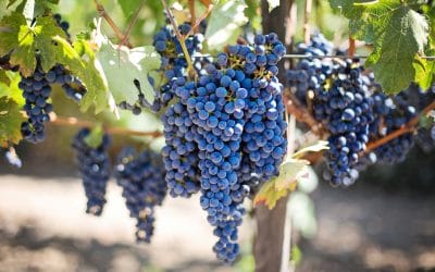 Winepress, Vineyard and Winery Visits in Israel