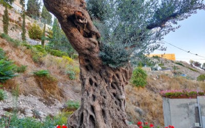 Beauty of the Olive Tree