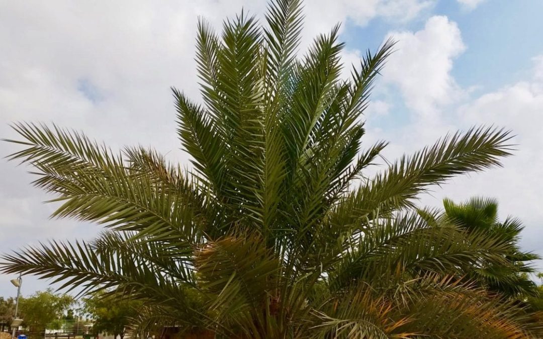 Tree Grown From 2,000-Year-Old Seed Has Reproduced